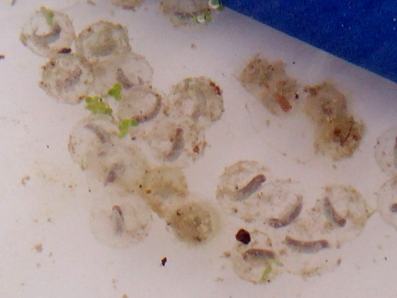 Neurergus strauchii strauchii