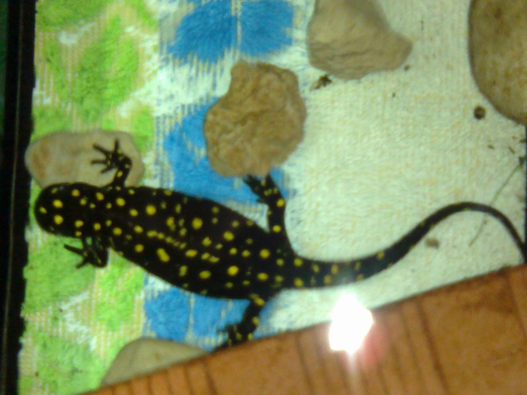 Neurergus strauchii strauchii