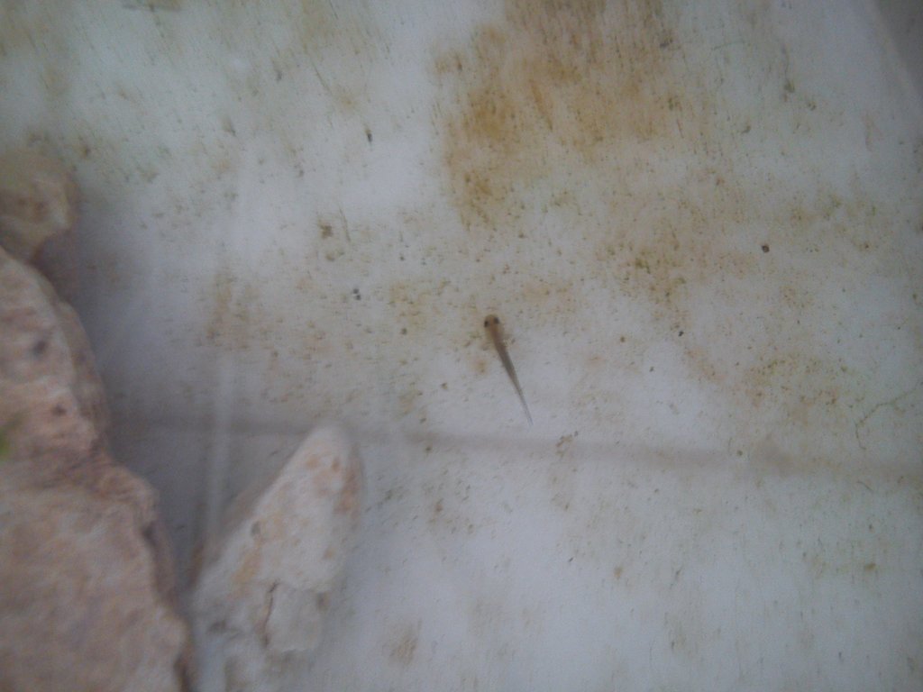 Neurergus strauchii strauchii