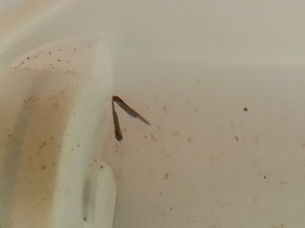 Neurergus strauchii strauchii