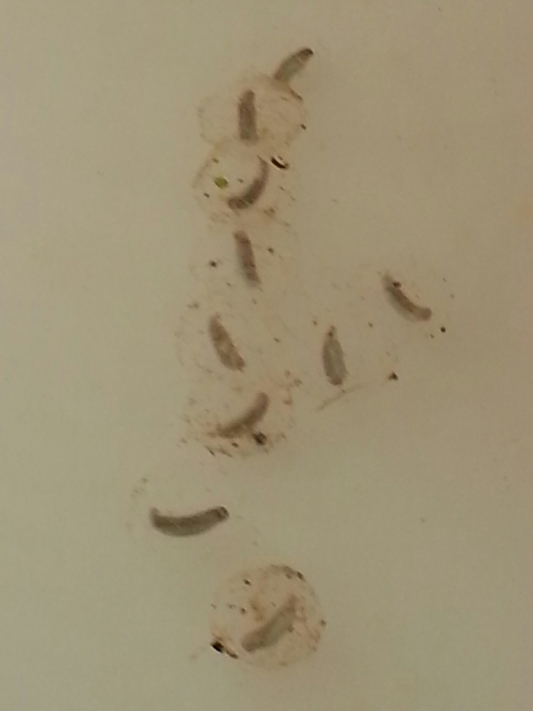 Neurergus strauchii strauchii