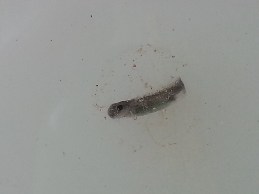 Neurergus strauchii strauchii