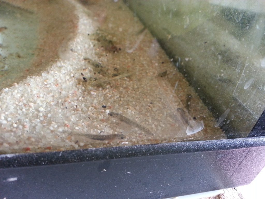 Neurergus strauchii strauchii