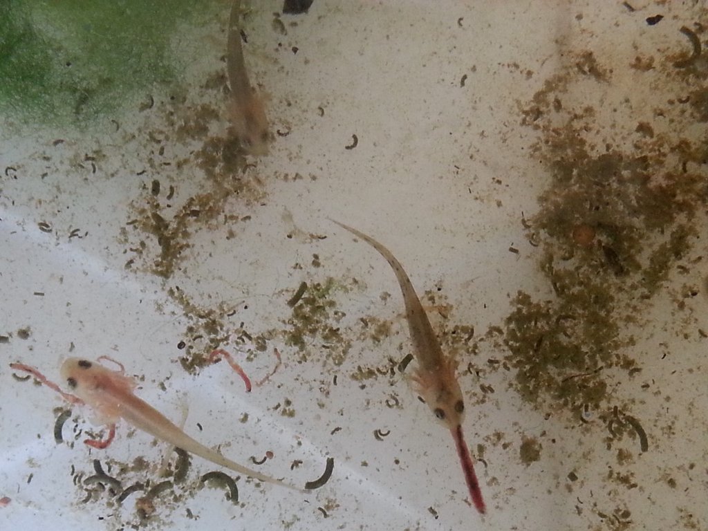 Neurergus strauchii strauchii