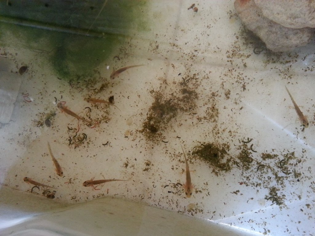 Neurergus strauchii strauchii