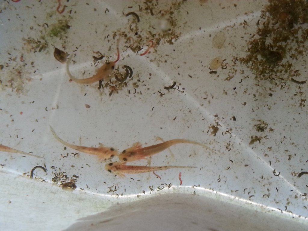 Neurergus strauchii strauchii