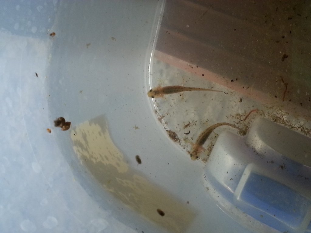 Neurergus strauchii strauchii