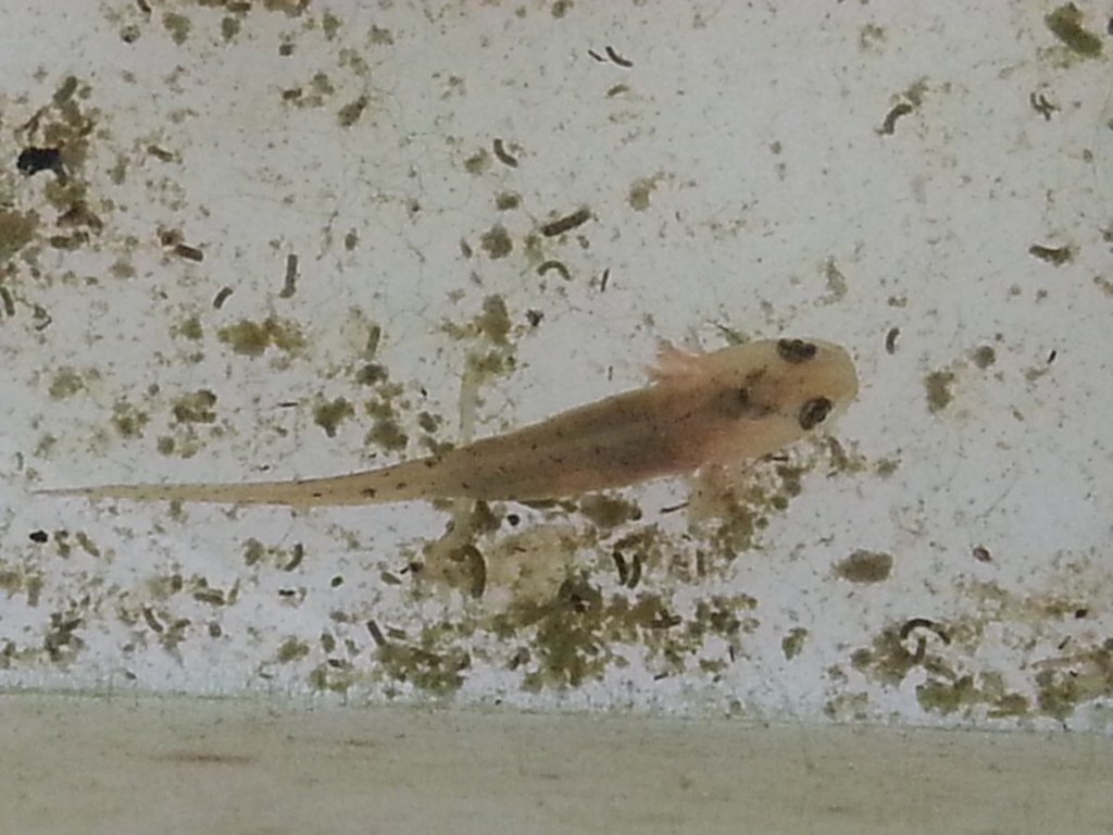 Neurergus strauchii strauchii