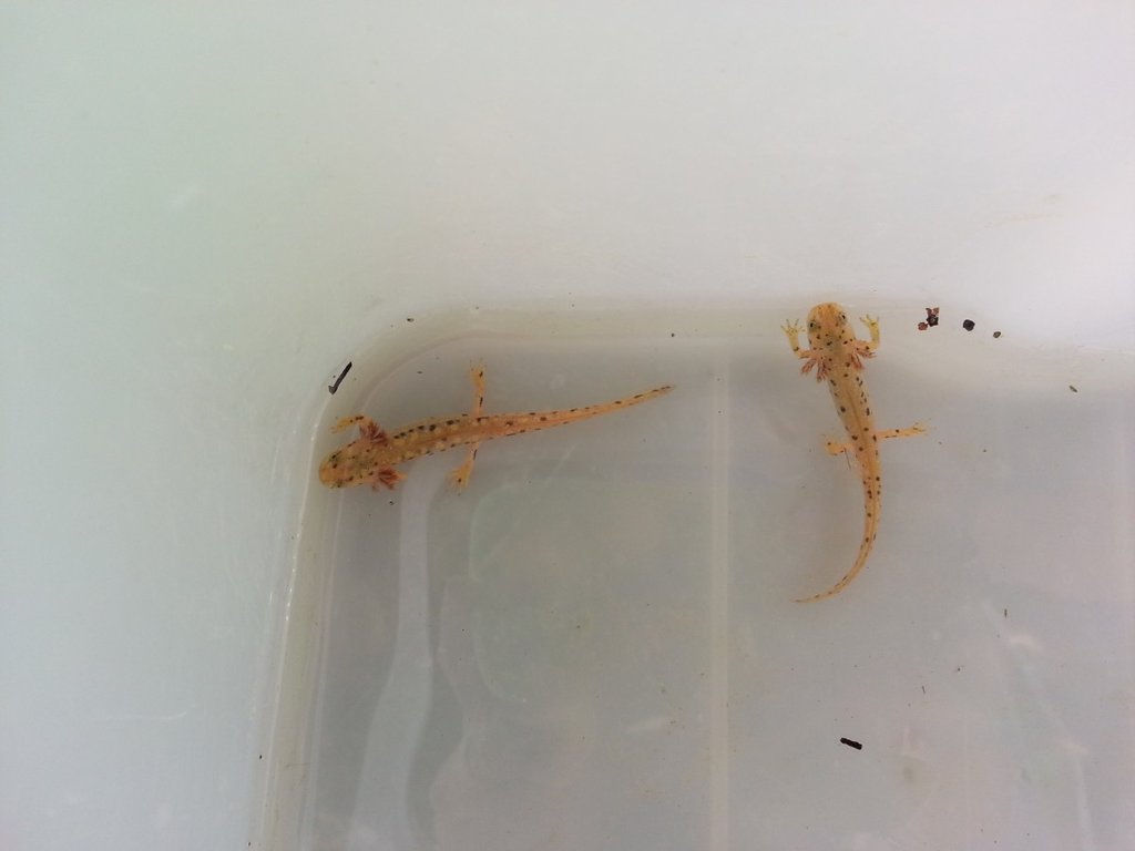 Neurergus strauchii strauchii