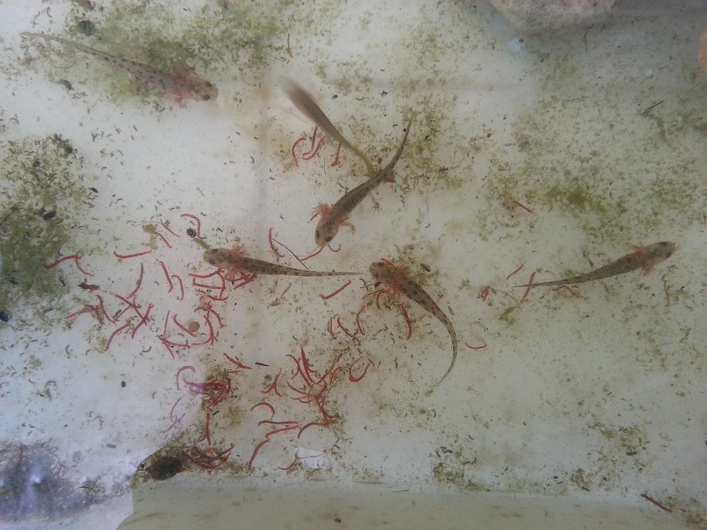 Neurergus strauchii strauchii