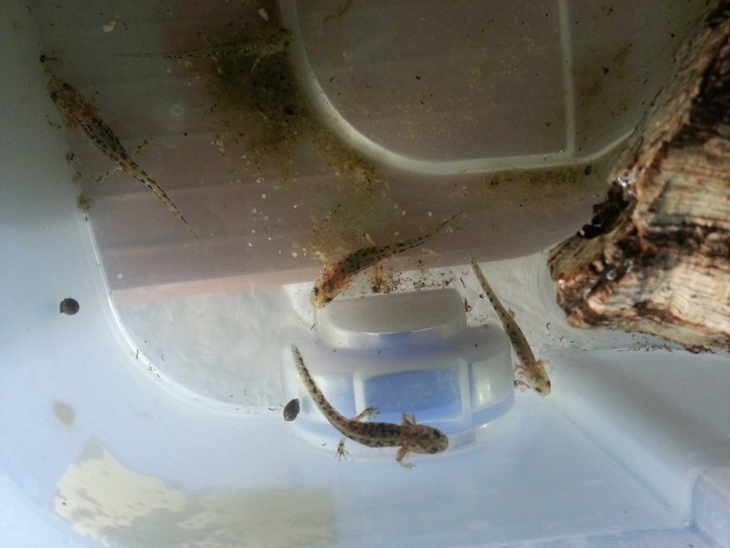 Neurergus strauchii strauchii