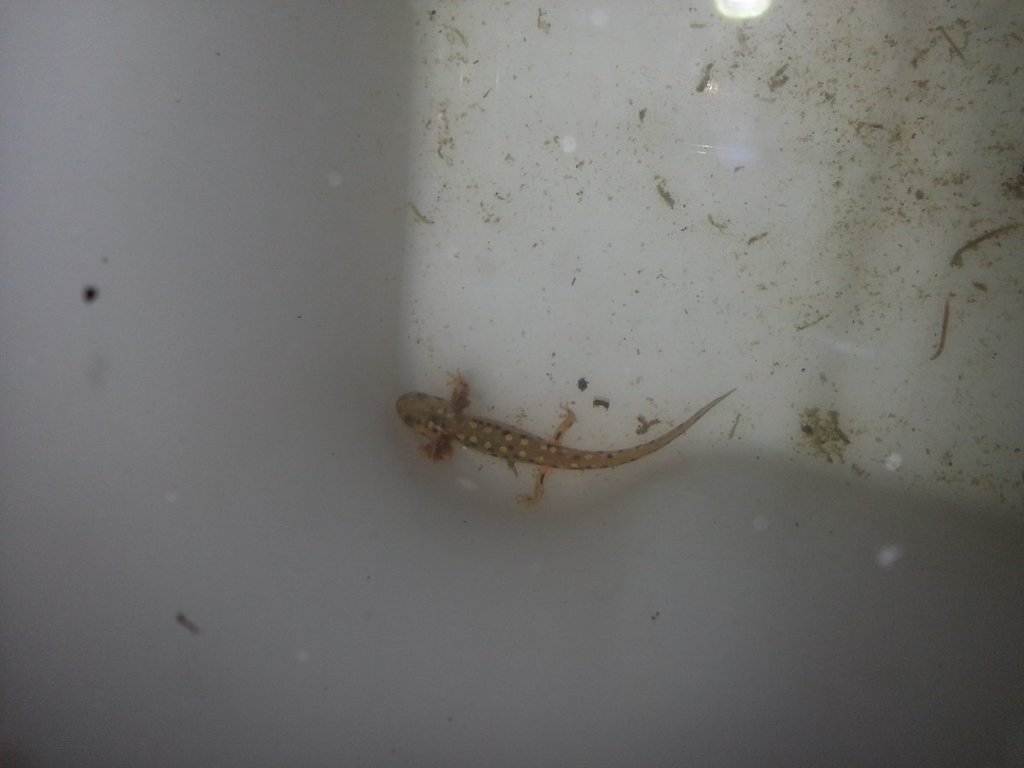 Neurergus strauchii strauchii