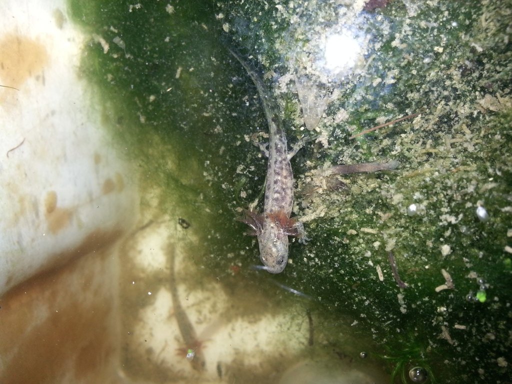 Neurergus strauchii strauchii