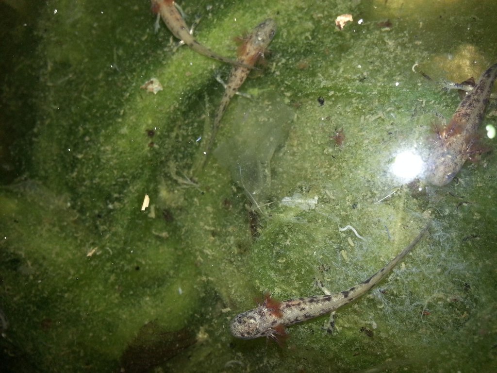 Neurergus strauchii strauchii