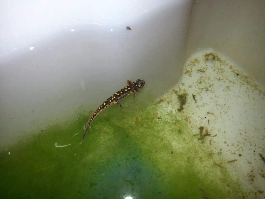 Neurergus strauchii strauchii