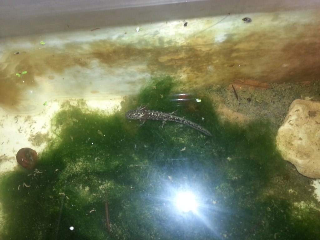 Neurergus strauchii strauchii