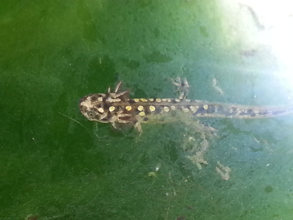 Neurergus strauchii strauchii