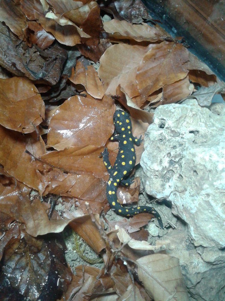 Neurergus strauchii strauchii