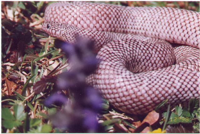 New England axanthic brooksi adult macho