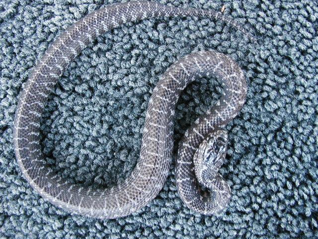 New England axanthic brooksi baby