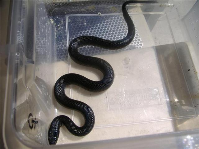 Nigritus Hembra 2.jpg