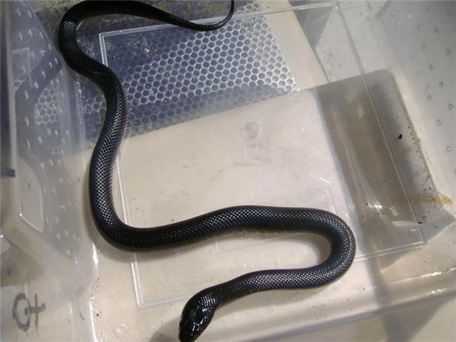 Nigritus Hembra 3.jpg