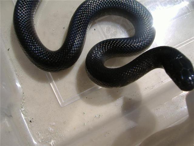 Nigritus Hembra 4.jpg