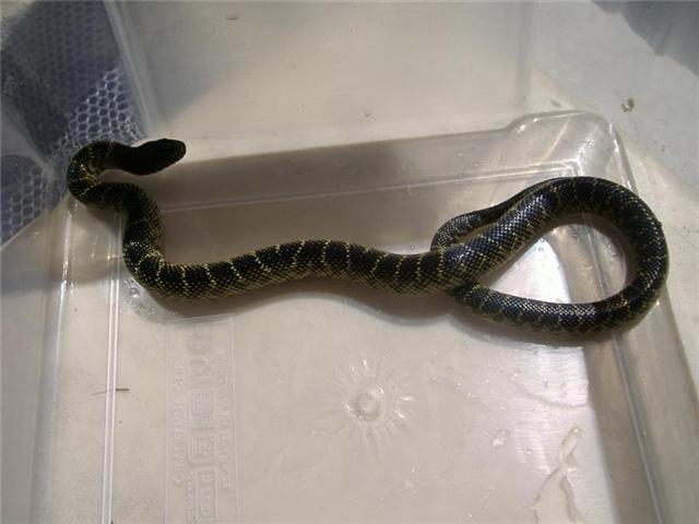 Nigritus Macho 1.jpg