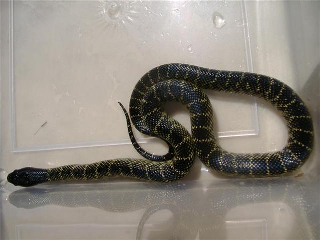 Nigritus Macho 3.jpg