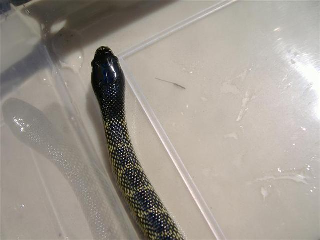 Nigritus Macho 4.jpg