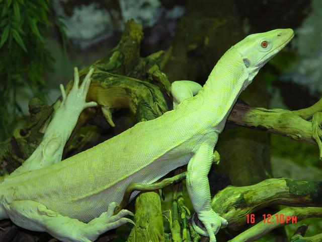 Niloticus Albina (Small).jpg