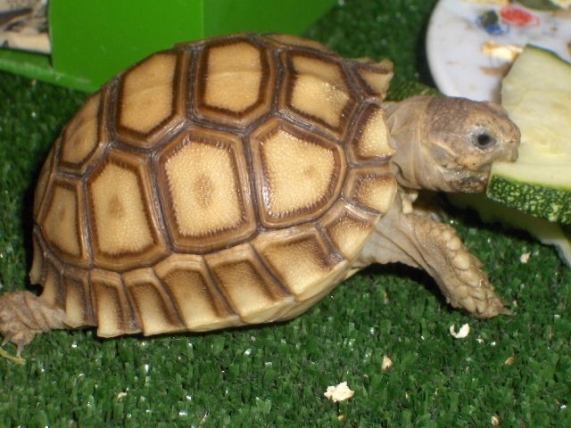 NINA( SULCATA) 046.jpg