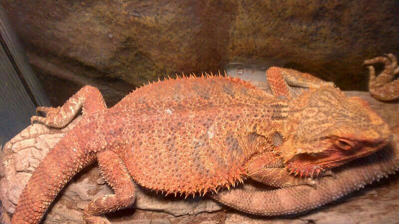 no sela fase de mipogona