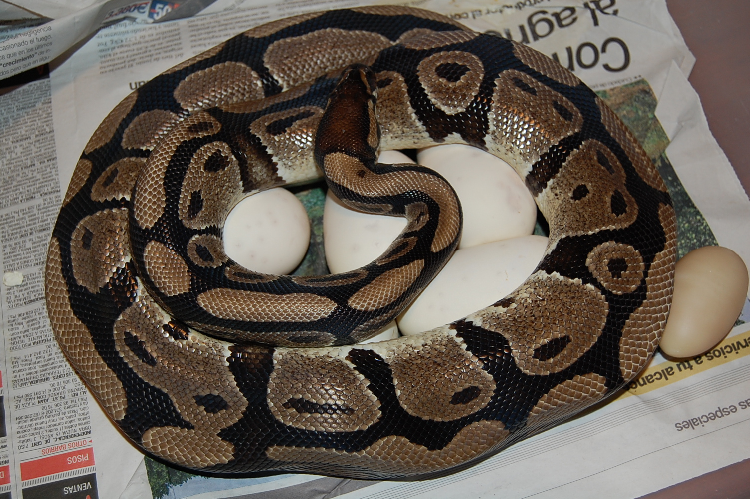 nom 3 X albino , 10.8.2010.JPG