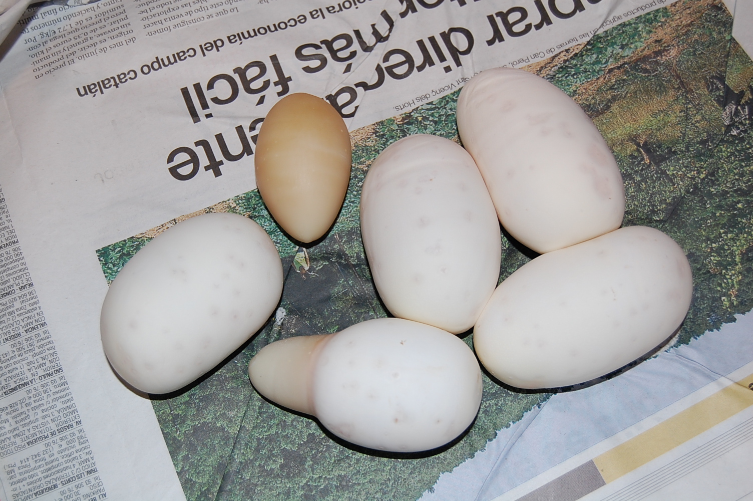 nom 3 X albino , 10.8.2010....JPG