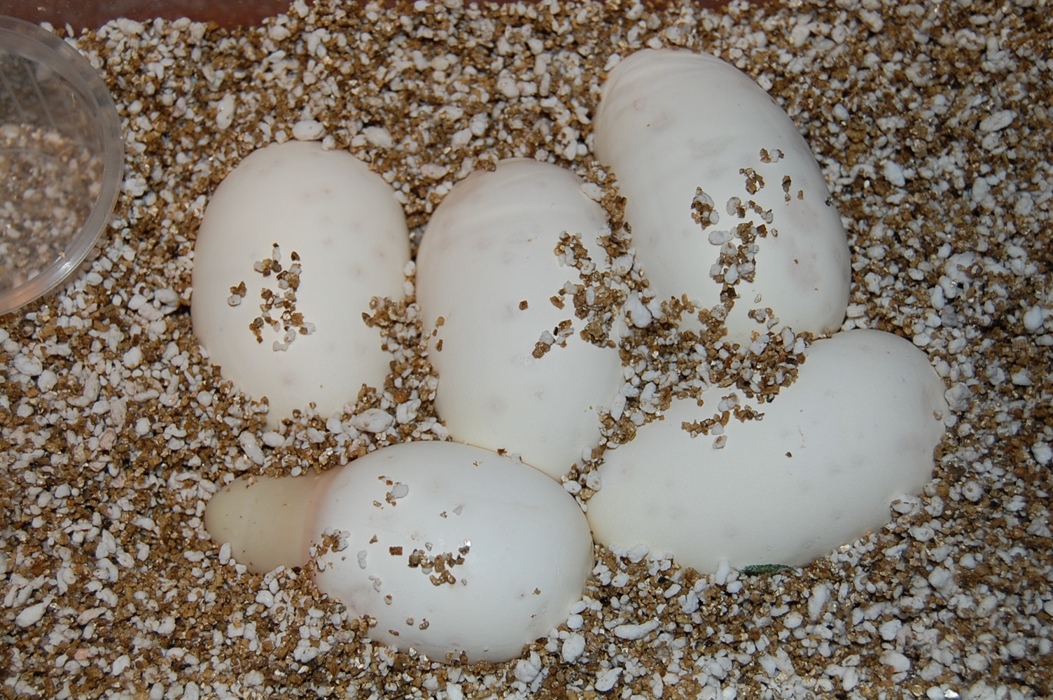 nom 3 X albino , 10.8.2010...---.JPG