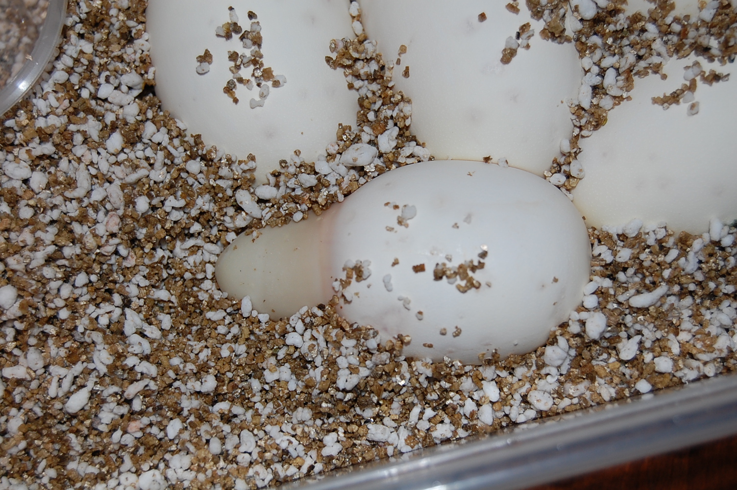 nom 3 X albino , 10.8.2010.......JPG