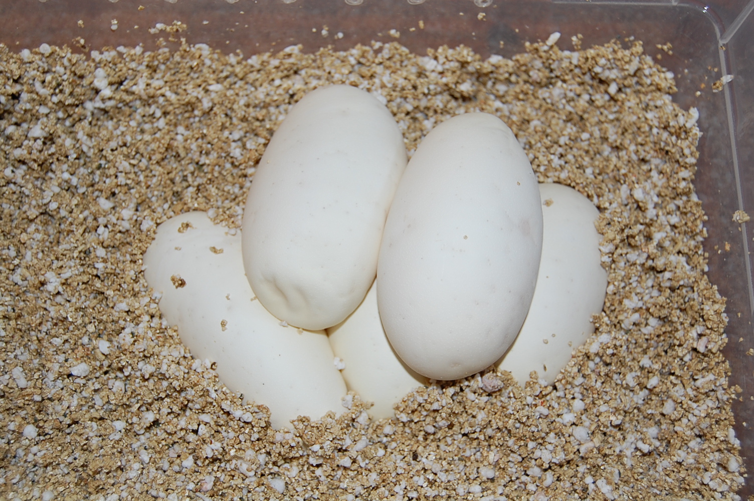 nom 8 X enchi butter 22-5-2011 (5).JPG