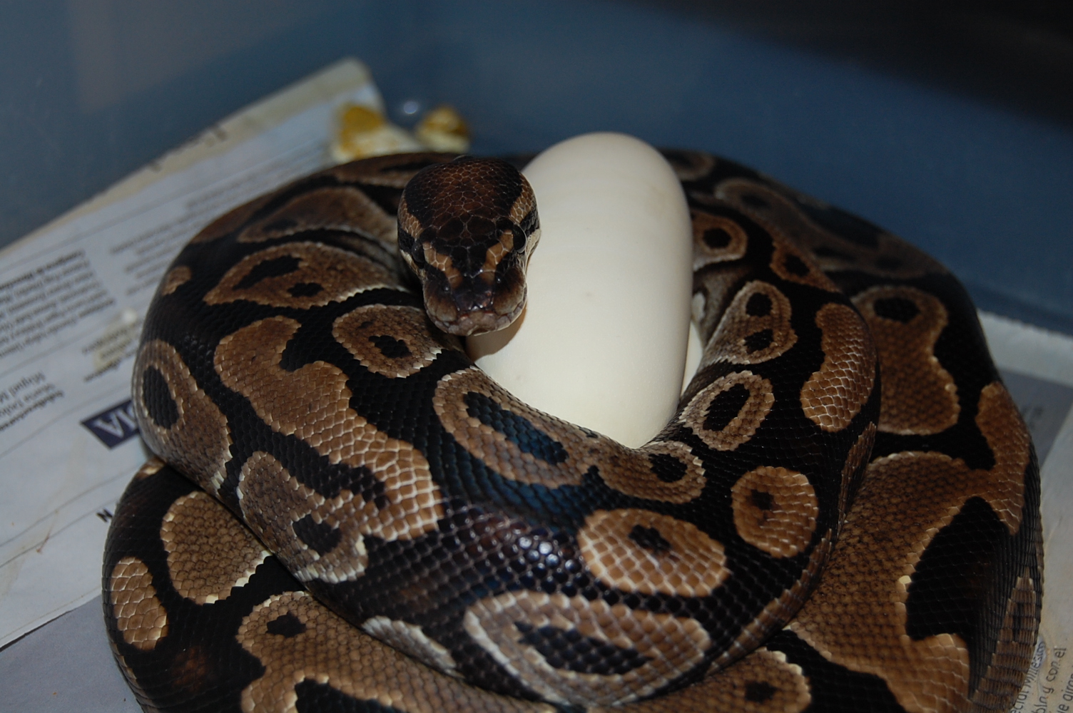 nom 9 X pastel het ghost .20-05-2010..JPG