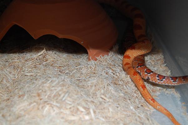 nom hetero x albino.JPG