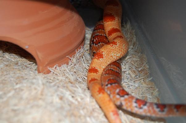 nom hetero x albino..JPG