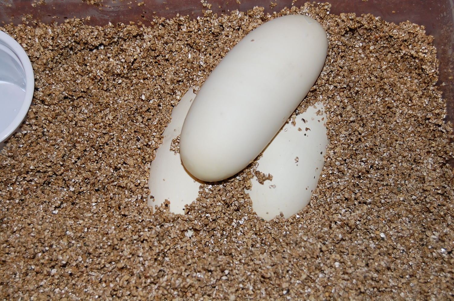 nom9 X pastel het ghost .20-05-2010-.JPG