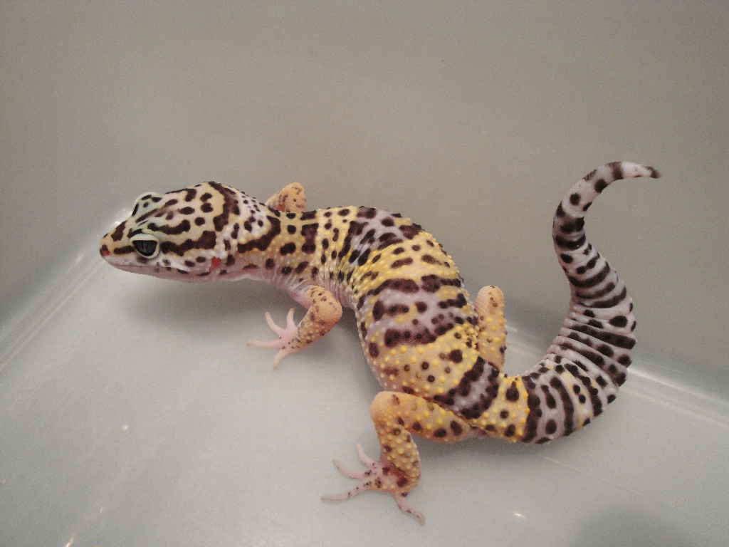 Nominal Bandit Het Bell, M