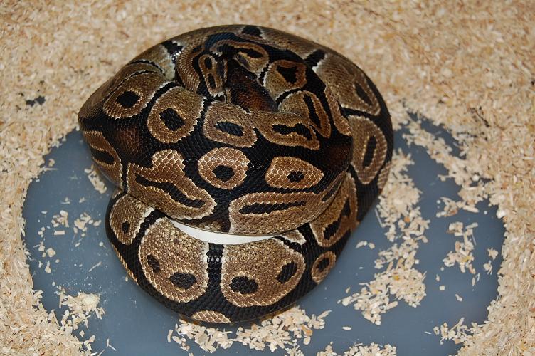 nominal X pinstripe 1.jpg