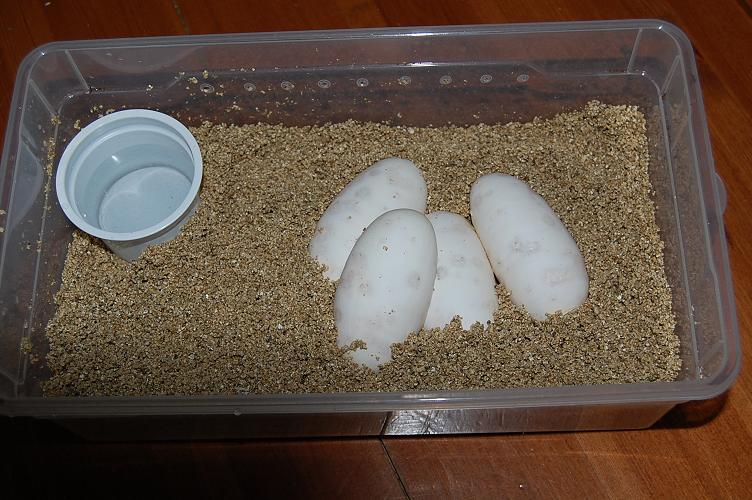 nominal X pinstripe2.JPG