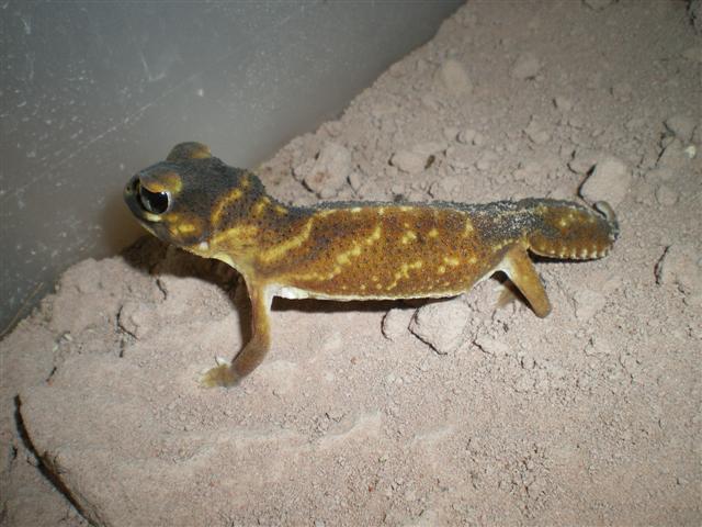 Non eubles &others 001 (Small).jpg