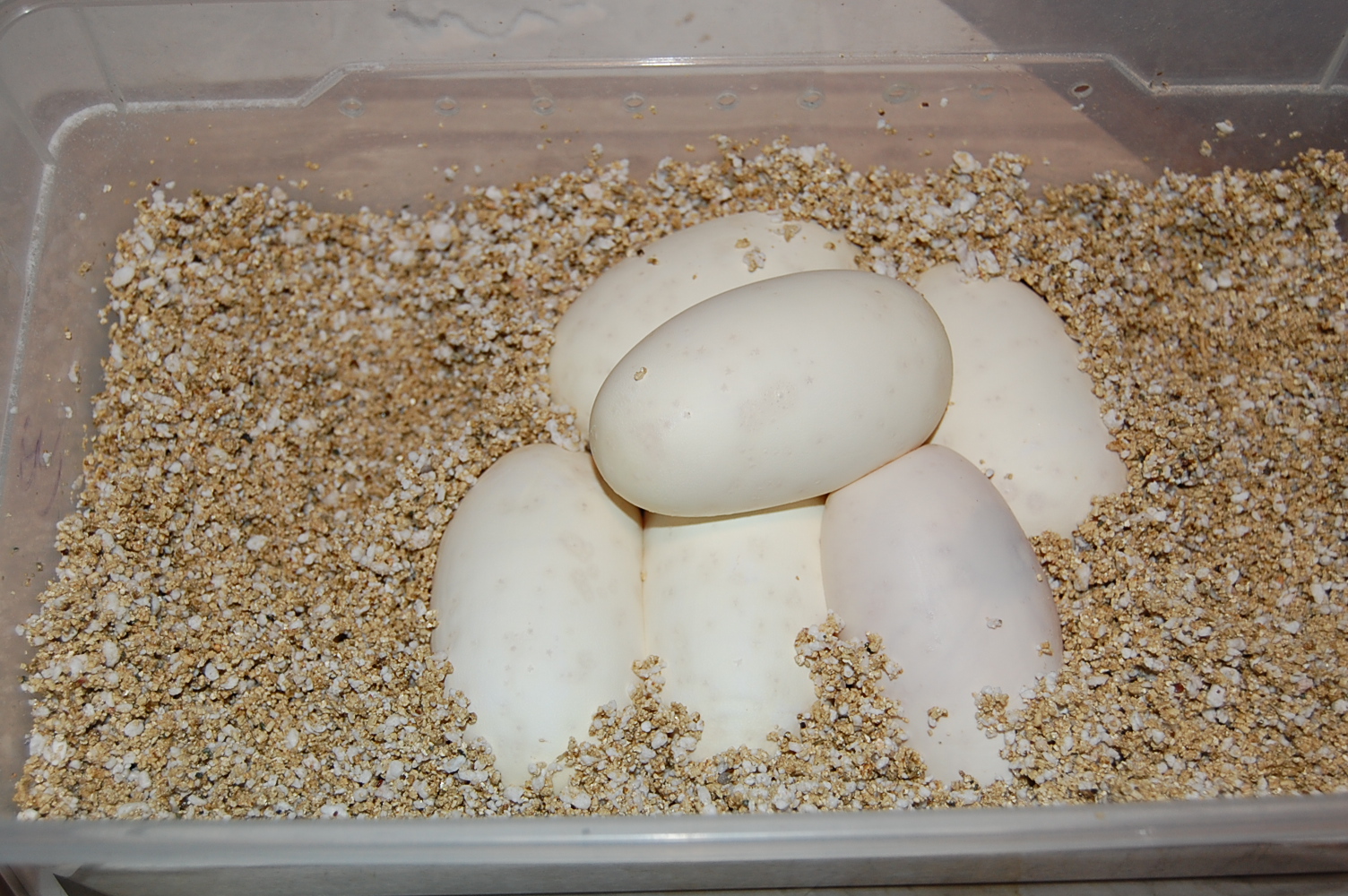 Normal 5 (28-4-2011) (4).JPG