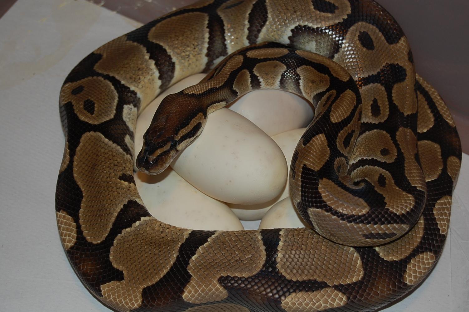 Normal 5 (28-4-2011) (7).JPG