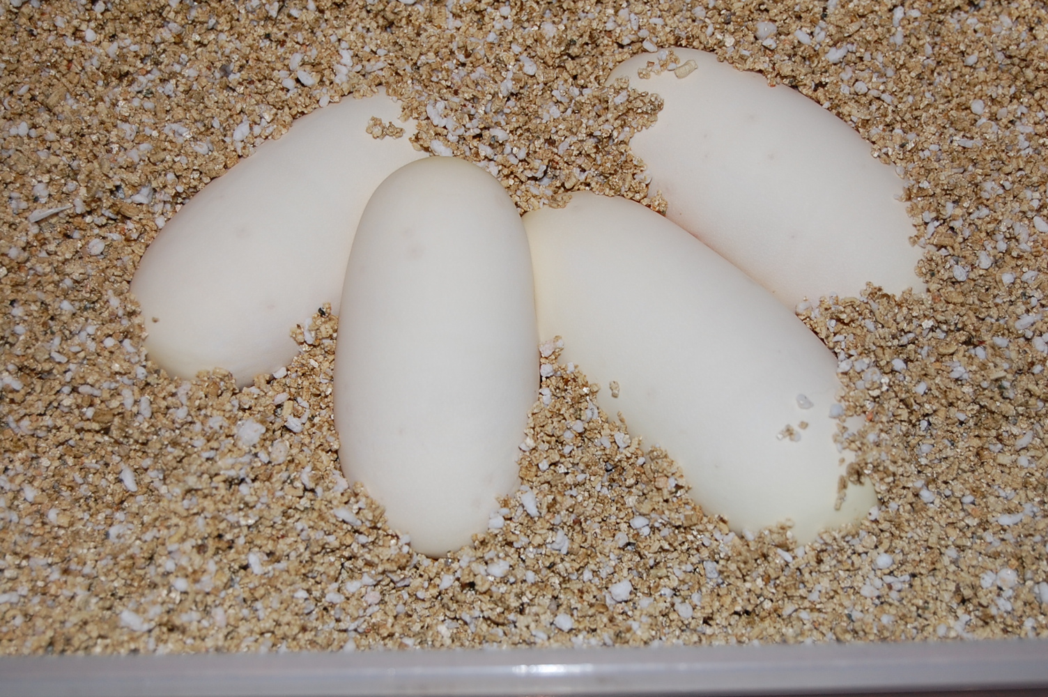 Normal 9 X Pastel het ghost 18-4-2011 (7).JPG