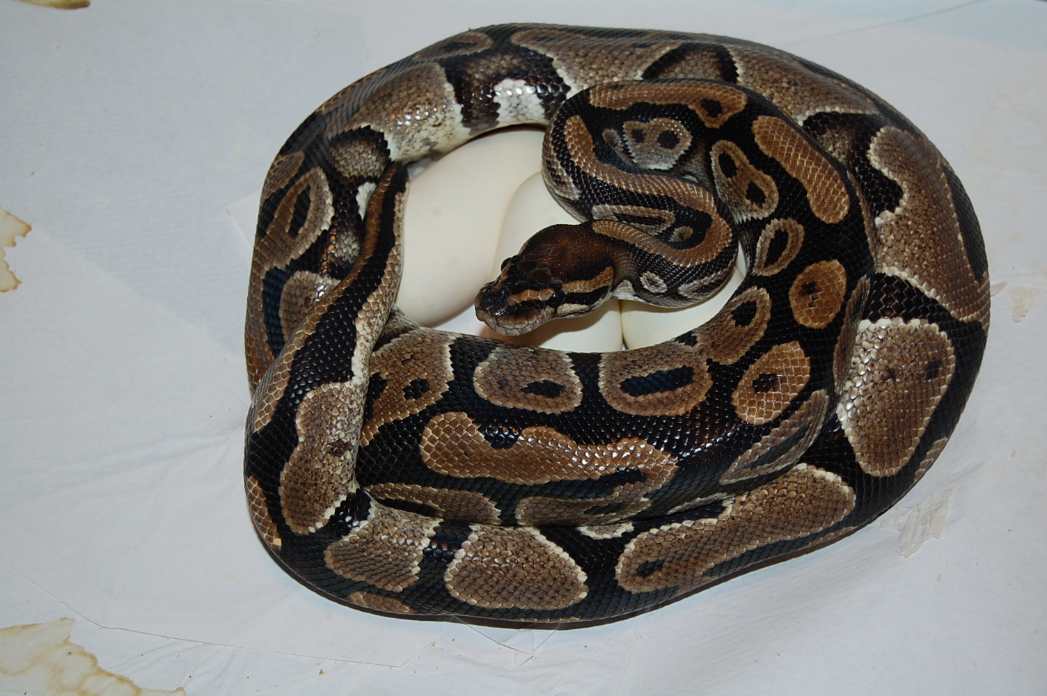 Normal 9 X Pastel het ghost 18-4-2011.JPG